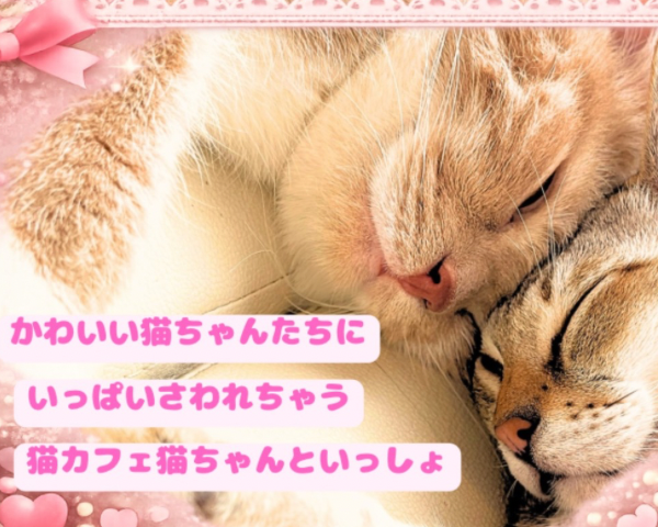 猫ちゃんといっしょ 猫カフェ